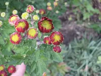 garten 09 006.webp