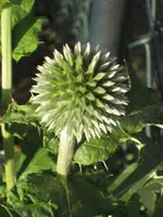 garten 09 013.webp