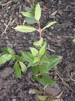 garten 09 016.webp