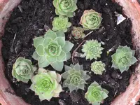 garten 09 017.webp