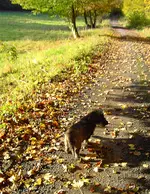 PICT6616.webp