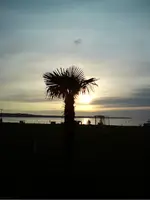 palme.webp