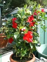 Garten 30.09.09 029.webp