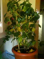 Sundaville 004.webp
