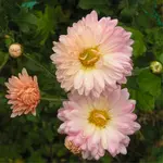 2009  Garten - 9 - 002-1.webp