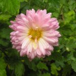 2009  Garten - 9 - 003-1.jpg