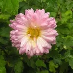 2009  Garten - 9 - 003-1.webp
