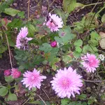 2009  Garten - 9 - 009-1.webp