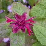 2009  Garten - 9 - 014-1.webp