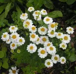 2009  Garten - 9 - 016-1.webp