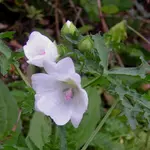 2009  Garten - 9 - 005-1.webp