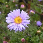 2009  Garten - 9 - 006-1.webp