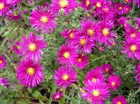 2009  Garten - 9 - 012.webp