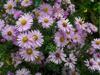 2009  Garten - 9 - 015.webp
