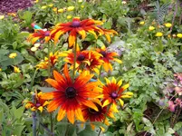 2009  Garten - 9 - 018.webp