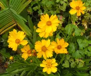 2009  Garten - 9 - 021-1.webp