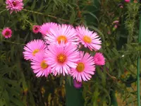2009  Garten - 9 - 022.webp