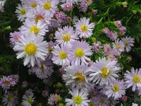 2009  Garten - 9 - 026.webp