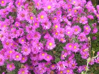 2009  Garten - 9 - 030.webp