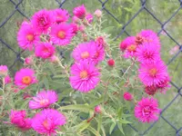 2009  Garten - 9 - 037.webp