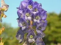 2009  Garten - 9 - 073.webp
