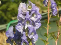2009  Garten - 9 - 074.webp