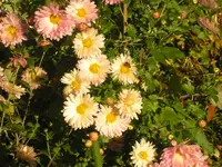 2009  Garten - 9 - 079.webp