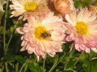 2009  Garten - 9 - 081.webp