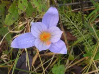 2009  Garten - 9 - 096.webp