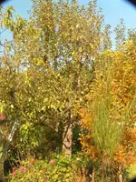 2009  Garten - 9 - 057.webp