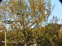 2009  Garten - 9 - 058.webp