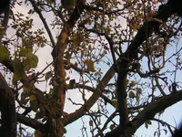 2009  Garten - 9 - 094.webp