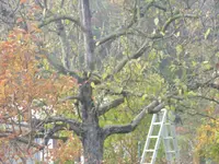 2009  Garten - 9 - 098.webp