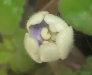 Des Raetsels Loesung (2) v.webp