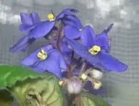 Des Raetsels Loesung (3) v.webp