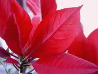Weihnachtsstern v.webp