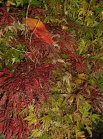 Acer mit Pfirsichblatt.webp