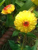 die letzte Dahlie.webp