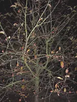 Bäume_Vogel (12).webp