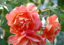 westerland.webp