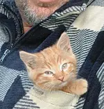 skippy in hemdtasche.webp