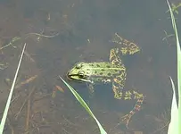 frosch.webp