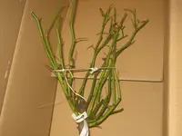 003.webp