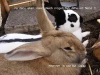 verändert.webp