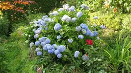 hortensie (2).webp