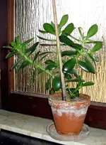 Geldblatt_1.webp