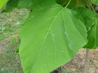 unbek_Baum1.webp