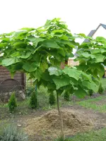 unbek_Baum.webp