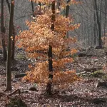 P1040500_600_600.webp