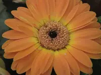 IMG_1085.webp